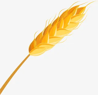 饱满黄色稻穗果实免抠