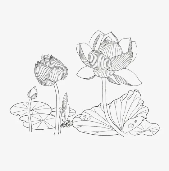 线稿png莲花免抠