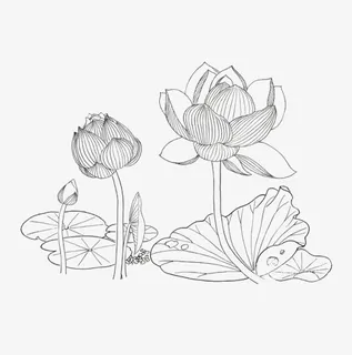 线稿png莲花免抠