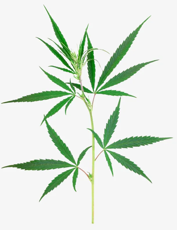 大麻摄影免抠