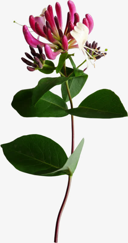 红色花骨朵png素材免抠