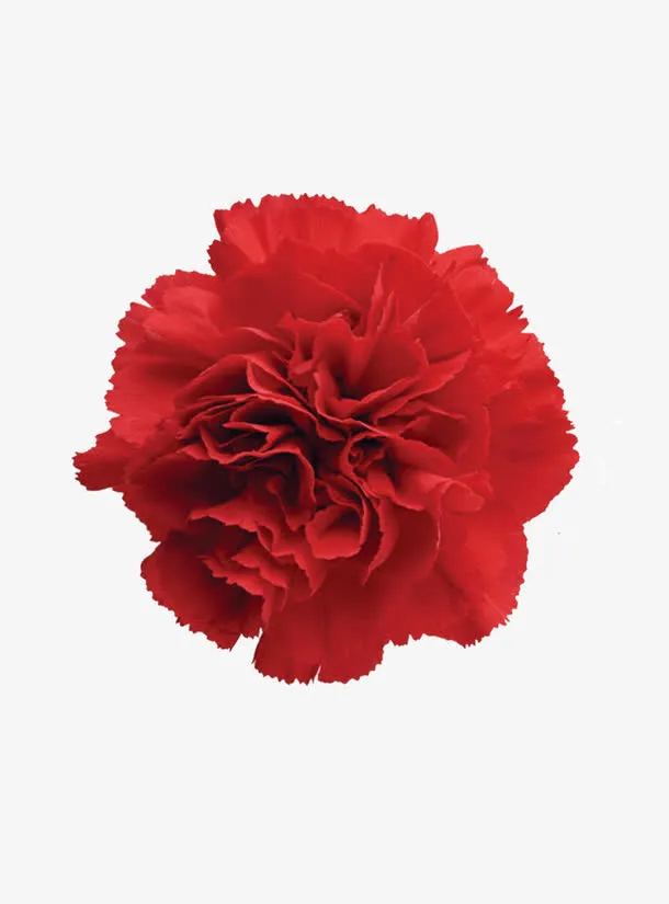 鲜花装饰元素免抠