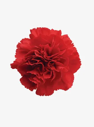 鲜花装饰元素免抠