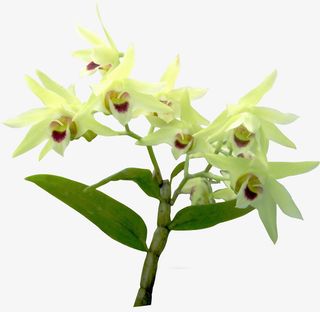 石斛，石斛花免抠