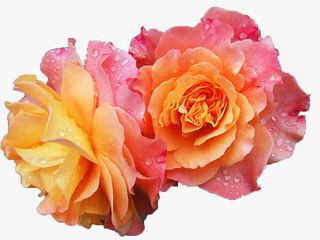 盛开的牡丹免抠