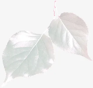 冬叶素材图片免抠