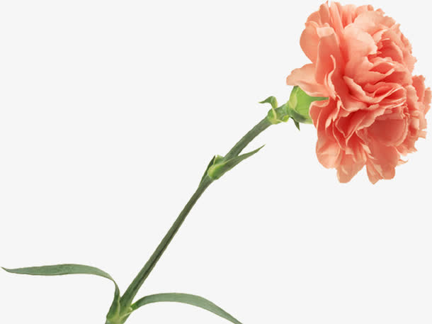 黄色母亲节春季花朵装饰免抠