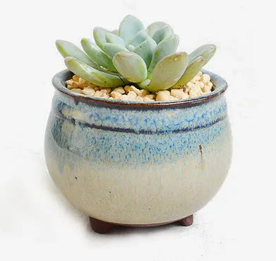 盆里的植物免抠