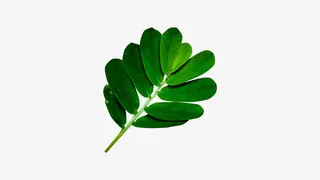 春天绿色一片叶子深绿色免抠