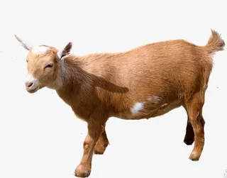 黄色小羊高清素材免抠