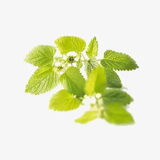 香蜂草可做药免抠 香蜂草可做药免抠