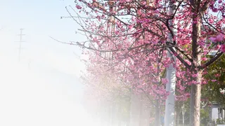 春天樱花摄影背景设计元素之二免抠背景摄影风景元素