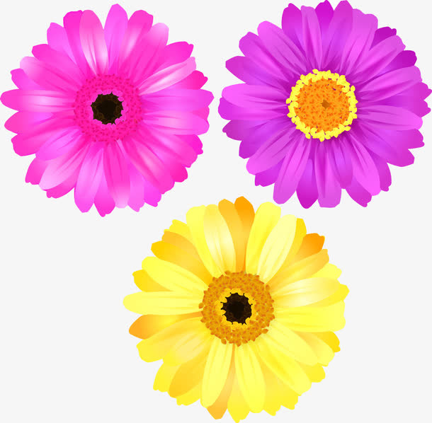 三款菊花免抠