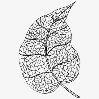 线描叶子免抠