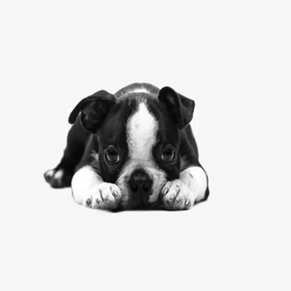 拼色斗牛犬免抠