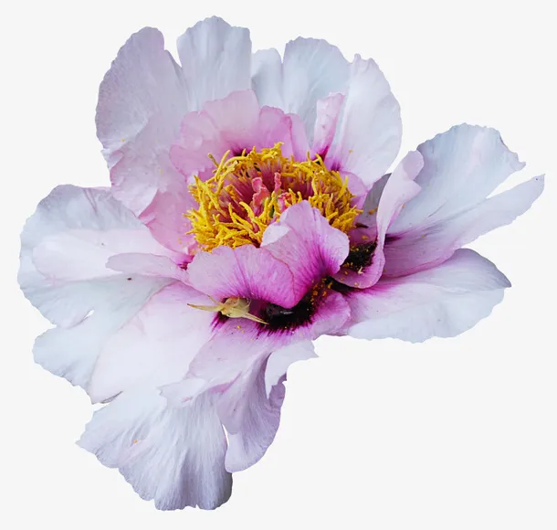 国画花草素材卡通装饰素材免抠