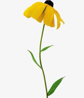 一枝小黄花免抠