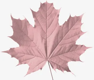 粉红色枫叶树叶免抠