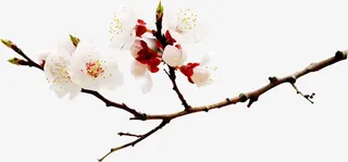 白色花朵树枝景观免抠