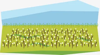 棉花田矢量免抠