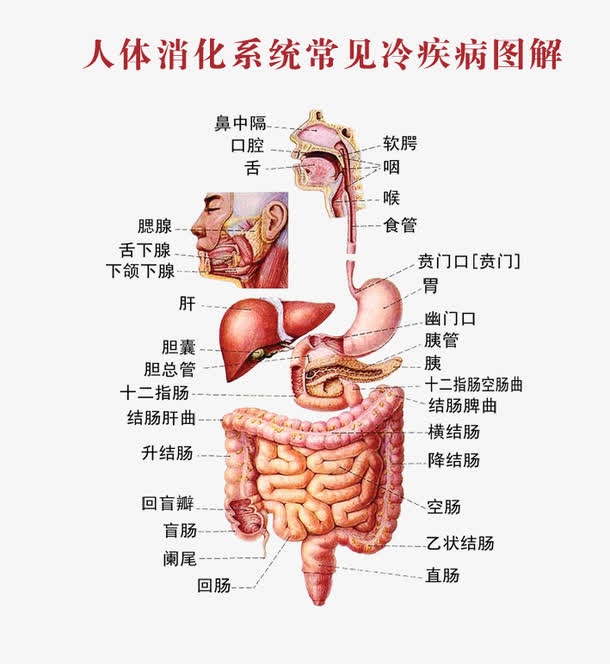 人体系统消化图免抠