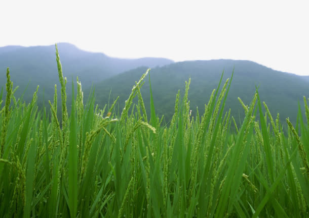绿色稻田免抠