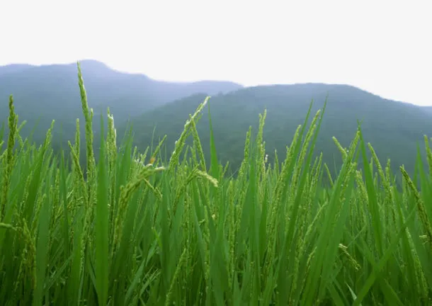 绿色稻田免抠