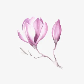 紫白色带香味分支上的嫩芽玉兰花免抠