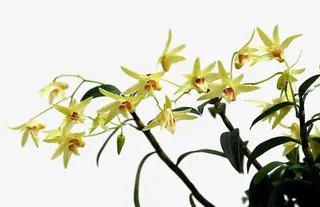 黄色小花朵石斛花免抠