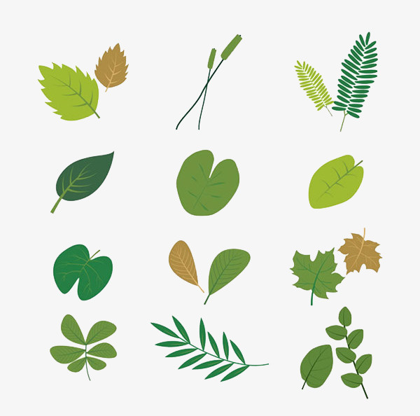 各种绿色的树叶免抠