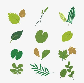 各种绿色的树叶免抠