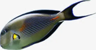 夏日海底世界鱼群免抠