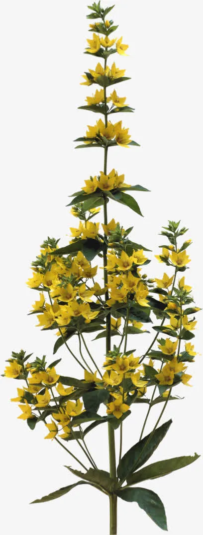 黄色盛开花束免抠