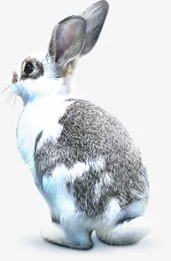 冬季灰色可爱小兔子免抠