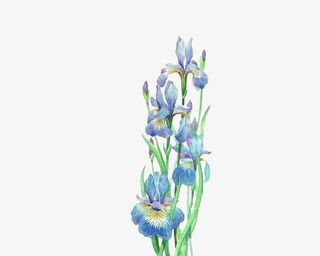 手绘蓝色花朵绿叶装饰免抠