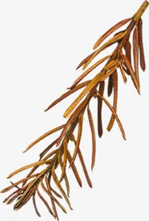枯枝png图片免抠