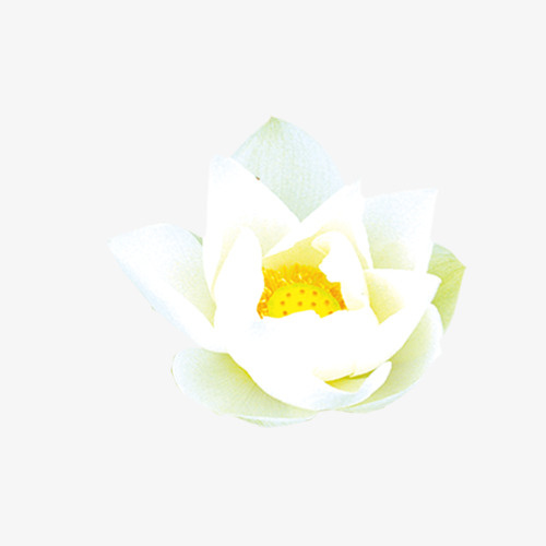 荷花免抠