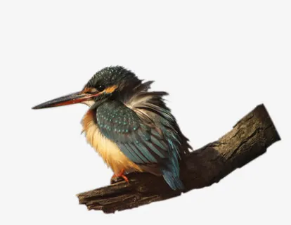 老柳小翠免抠 老柳小翠免抠