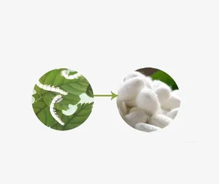 蚕丝蛋白元素免抠