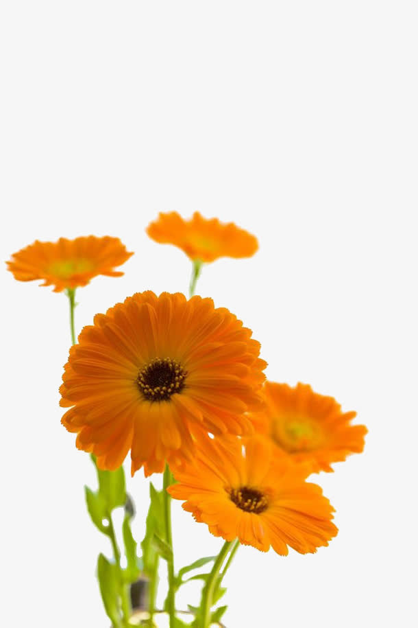 菊花装饰免抠