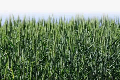 绿色麦穗免抠