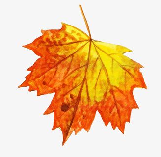 枫叶免抠