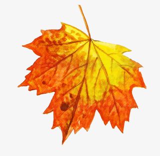 枫叶免抠