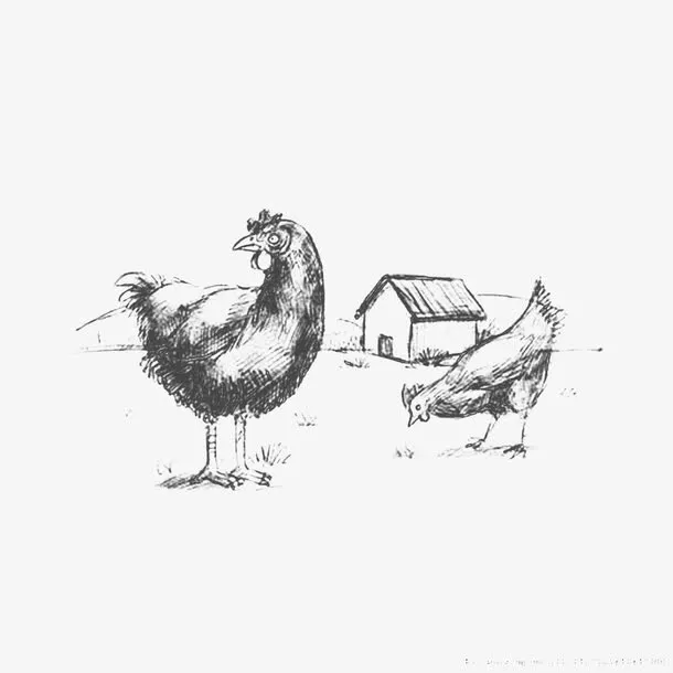 素描手绘牧场小鸡免抠