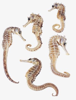 可爱小海马免抠