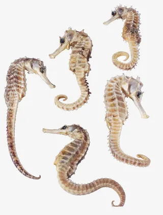 可爱小海马免抠