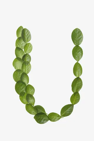 绿叶字母免抠素材免抠