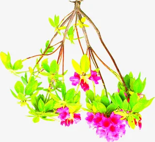 春天清新花朵树枝免抠