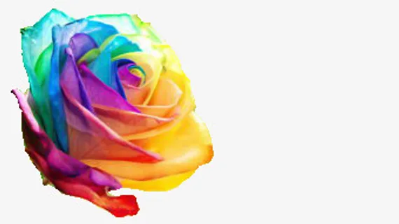 彩色玫瑰免抠
