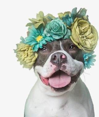 戴花环的小狗免抠